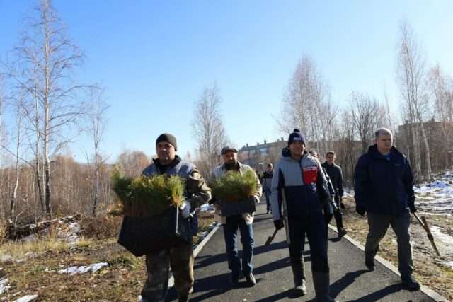 На берегу озера Серебры в Карабаше высадили полторы тысячи хвойных деревьев